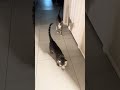 Morning walk… who’s leading who? #buttons #sox #cats #morning #cactusjeff