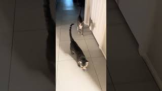 Morning walk… who’s leading who? #buttons #sox #cats #morning #cactusjeff