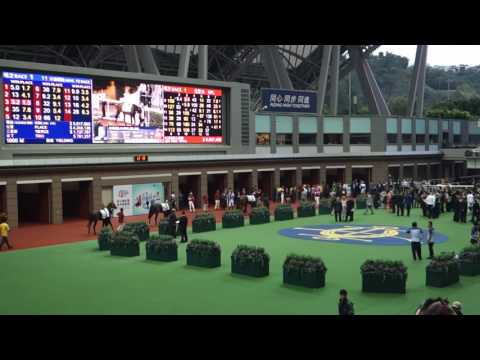 沙田馬場-馬匹亮相圈
