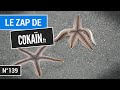 Le Zap de Cokaïn.fr n°139