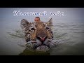 Заплыв с Тигрятами / swimming with tigers