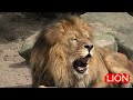 Learn Animal Sounds for Children 🎶🦁 | 30 Amazing Animals | Fun Kids Educational Video