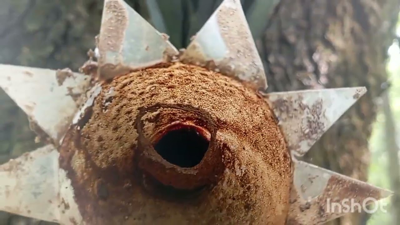 Dia de Muita Captura de Abelha Nativa!