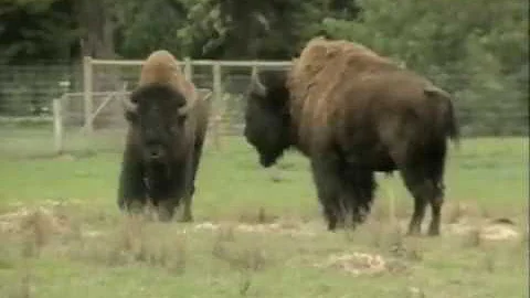 Shaun Micallef - David McGahan's World - Bison