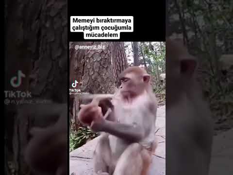 Maymun Bebeğiyle Kavga Ediyor! 🐒