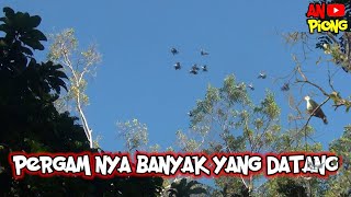 Pergam nya banyak yang datang