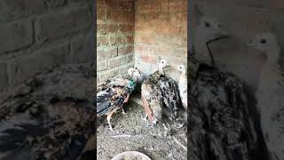 peacock beautiful cute chick #natural #111 #nature #birds #village #rooster #aseel