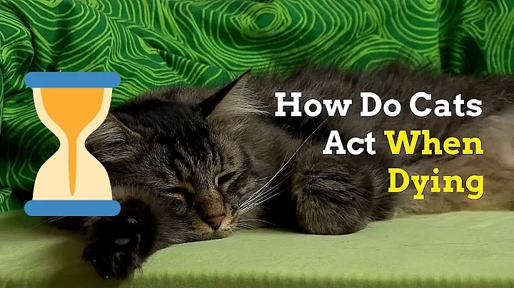 How to Know if Your Cat Is Dying | Signs and Things to Do - DayDayNews