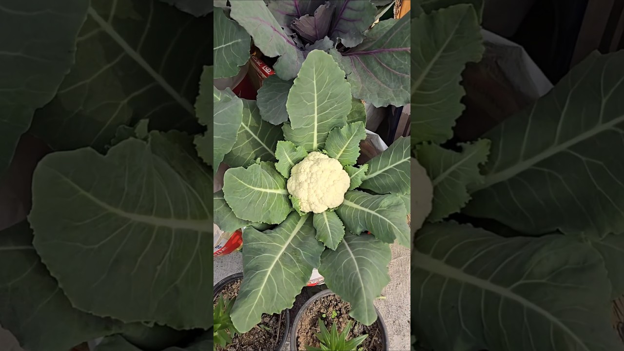 🌿winter me grow hone wali sabjiya 