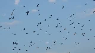 Watching Birds in the Month of Ramadan (Mengamati Burung Di Bulan Ramadhan).