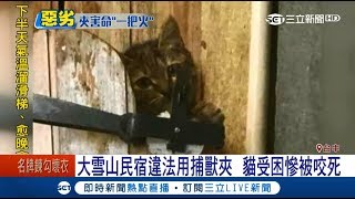 大雪山民宿違法用捕獸夾！貓受困民眾反應未處理慘遭咬死客怒 ...