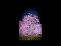 端唄-3   by 月瀬  「青柳」 ;  Chamber music "Green Willow" by Tsukise