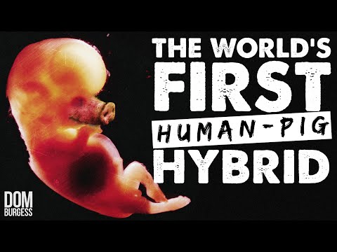 Video: Why Did Scientists Create A Hybrid Of A Pig And A Human, And Then They Killed Him - Alternative View