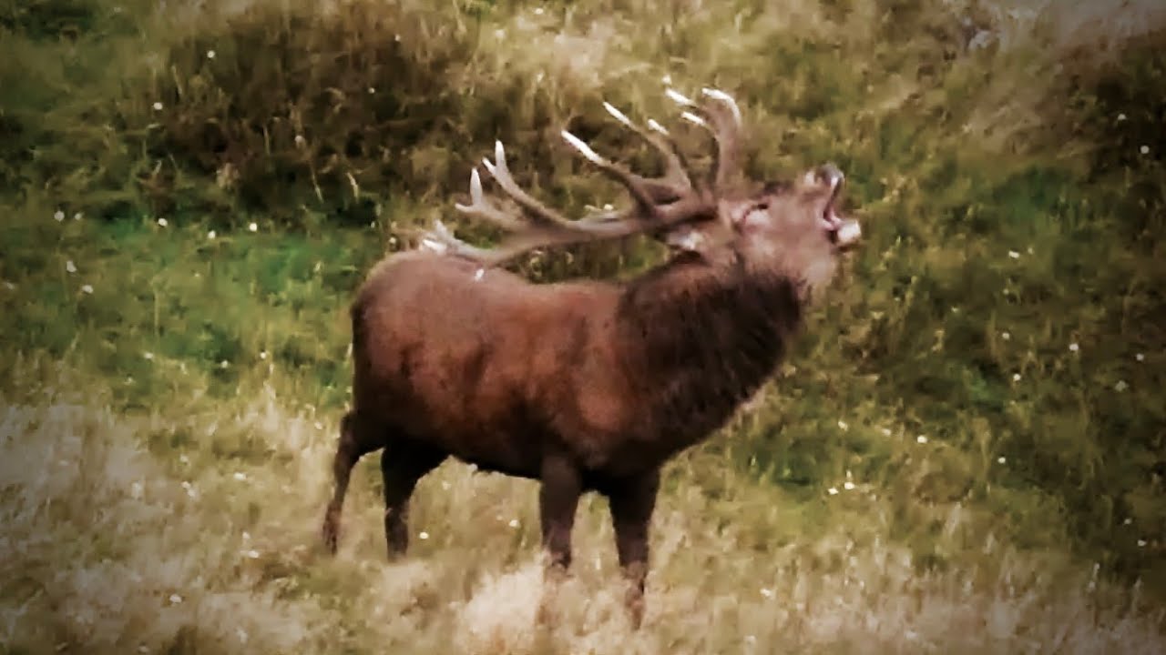 waikarimoana Hunting Red Deer In New Zealand Part 115 Trophy Hunt waikarimoana-hunting-red-deer-in-new-zealand-part-115-trophy-hunt