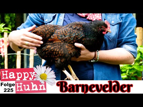 Barnevelder Hühner im Rasseportrait bei Happy Huhn E225 - Herkunft, Zucht, Legeleistung, Eier, Küken