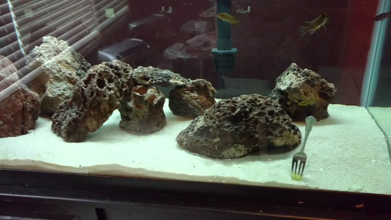 4 Household Items That Will Make Your Aquarium Hobby Much Easier!