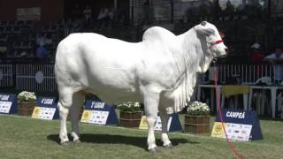 PECUÁRIA EM FOCO - EXPOINEL NACIONAL 2016