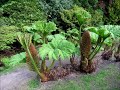 Widowiskowa gunnera olbrzymia (Gunnera manicata, Chilean rhubarb)-  największa bylina świata