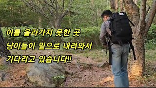 이틀 만나지 못한 냥이들~출산한 어미냥이 태어난 새끼냥이들을 위해서도 낙심하고 있을수만은 없었습니다