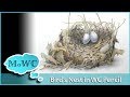 Painting a Detailed Bird's Nest in Watercolor Pencil – Complete Process Painting a Detailed Bird's Nest in Watercolor Pencil – Complete Process