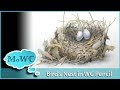 Detailing a Bird's Nest in Watercolor Pencil – Complete Process