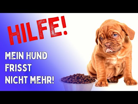 Video: Was ist, wenn ein Hund Antazida-Tabletten isst?