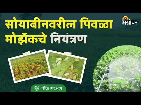 Soybean Yellow Mosaic: सोयाबीन पिकातील पिवळा मोझॅक रोगाला कसे रोखावे? | Agrowon