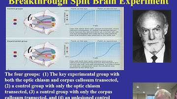 Distance BN Lecture 42 Brain lateralization and attention video