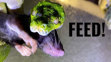 My Green Tree Python FEASTS | Daily Reptile Feeding