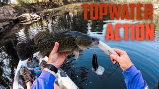 Murray Cod Fishing - Top Water Kayak Action