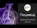 Пищевод | Элементарная гистология