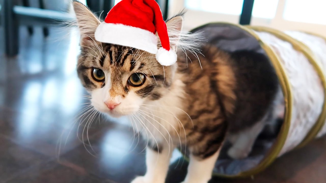 CAT CHRISTMAS!! YouTube