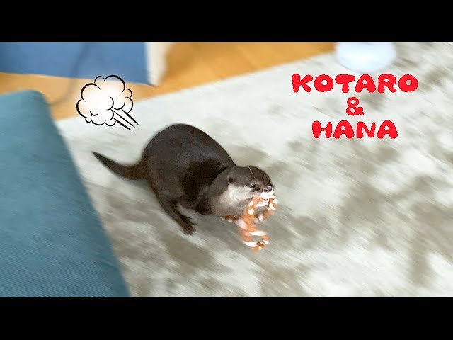 カワウソコタローとハナ　猛ダッシュでロープを持ち帰ってくるコタロー　Otter Kotaro&Hana Bring Back The Rope!