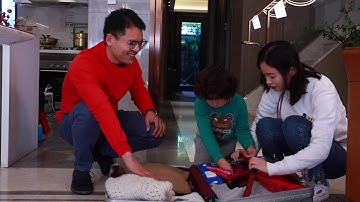 1st Best Remote Control Bionic Flying Bird | Go Go Bird