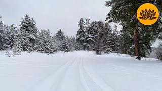 Sounds winter forest, 3 hours of birdsong for complete relaxation.