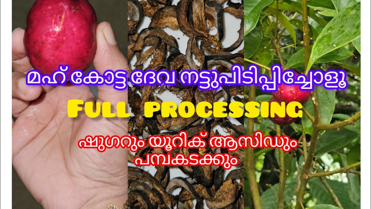 മഹ് കോട്ടദേവ പഴം.. പ്രമേഹത്തിന് മാത്രമല്ല യൂറിക് ആസിഡും ഇല്ലാതാക്കും#viralvideo #healthy recipe 