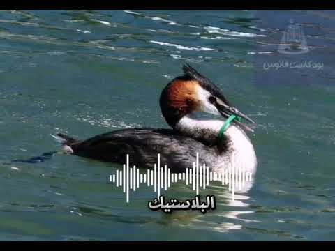 الحلقة الثالثة البلاستيك