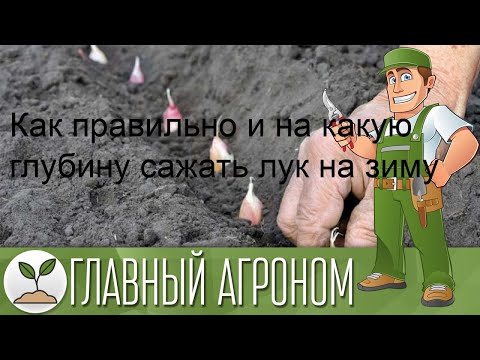 Как правильно и на какую глубину сажать лук на зиму