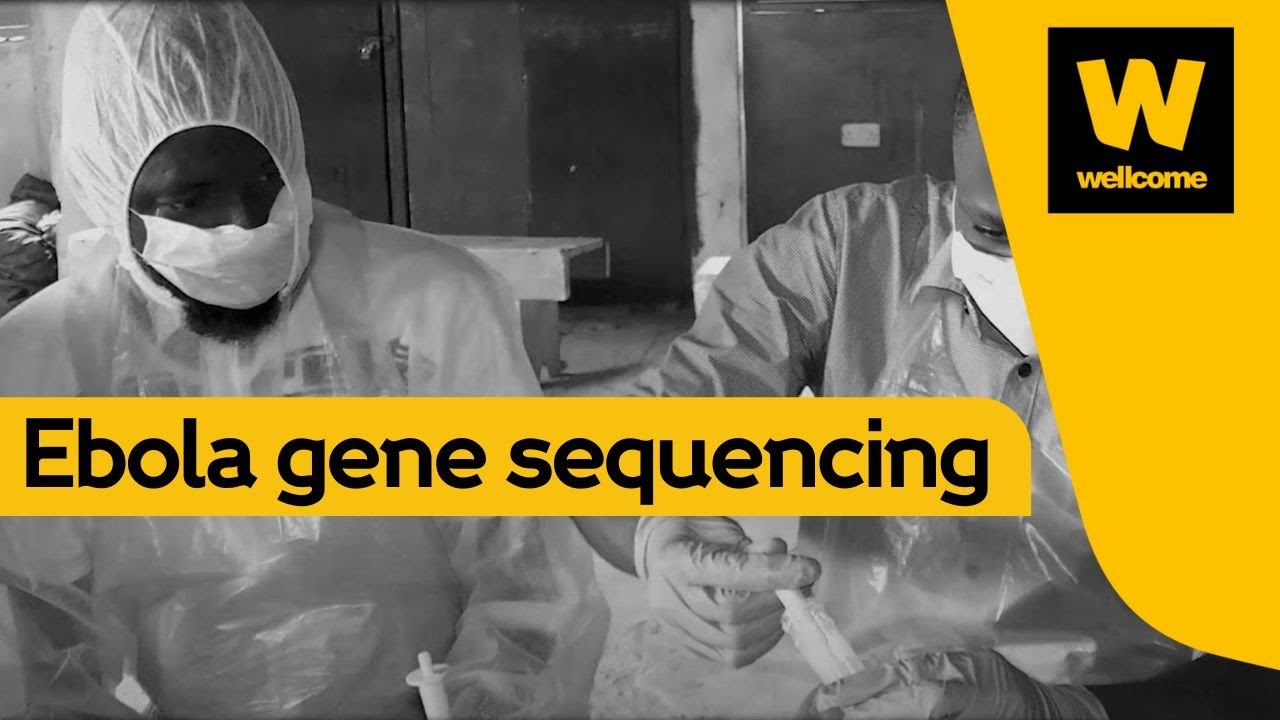 Ebola gene sequencing: seeing the bigger picture | Wellcome