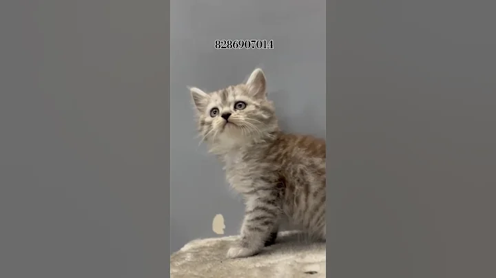 Watch the video about Persian silver tabby kitten for sale in mumbai mumbra 8286907014 #trending#shorts #viralshorts#reels
