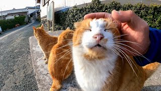 夕方港付近の通りで猫の集会が始まった