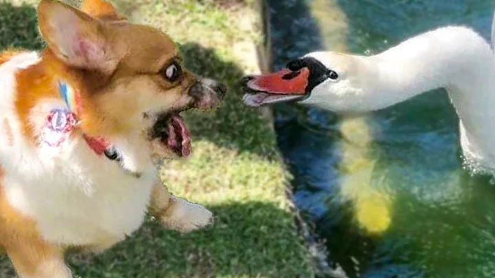 Video 3202941: awesome funny pet animals, funniest animals compilation funny, enjoy funniest compilation, funny cute animals compilation, laugh funny compilation, cat