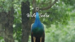 Wild India | Happy 76th Independence Day 🇮🇳