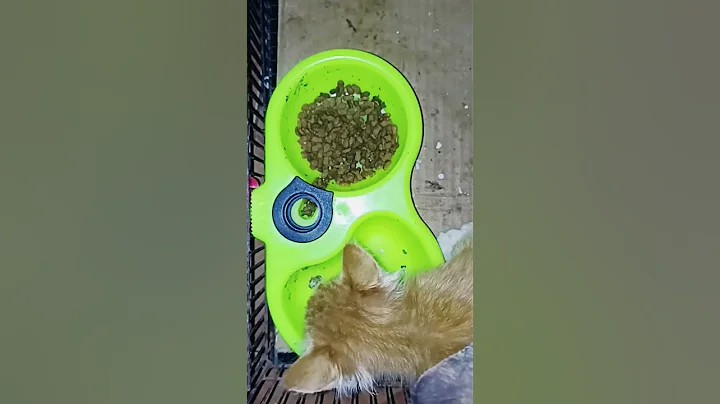 Video 5753991: british shorthair kittens, munchkin kitten, himalayan kitten, persian, calico kitten, cute little kitten playing, cute kitten eating