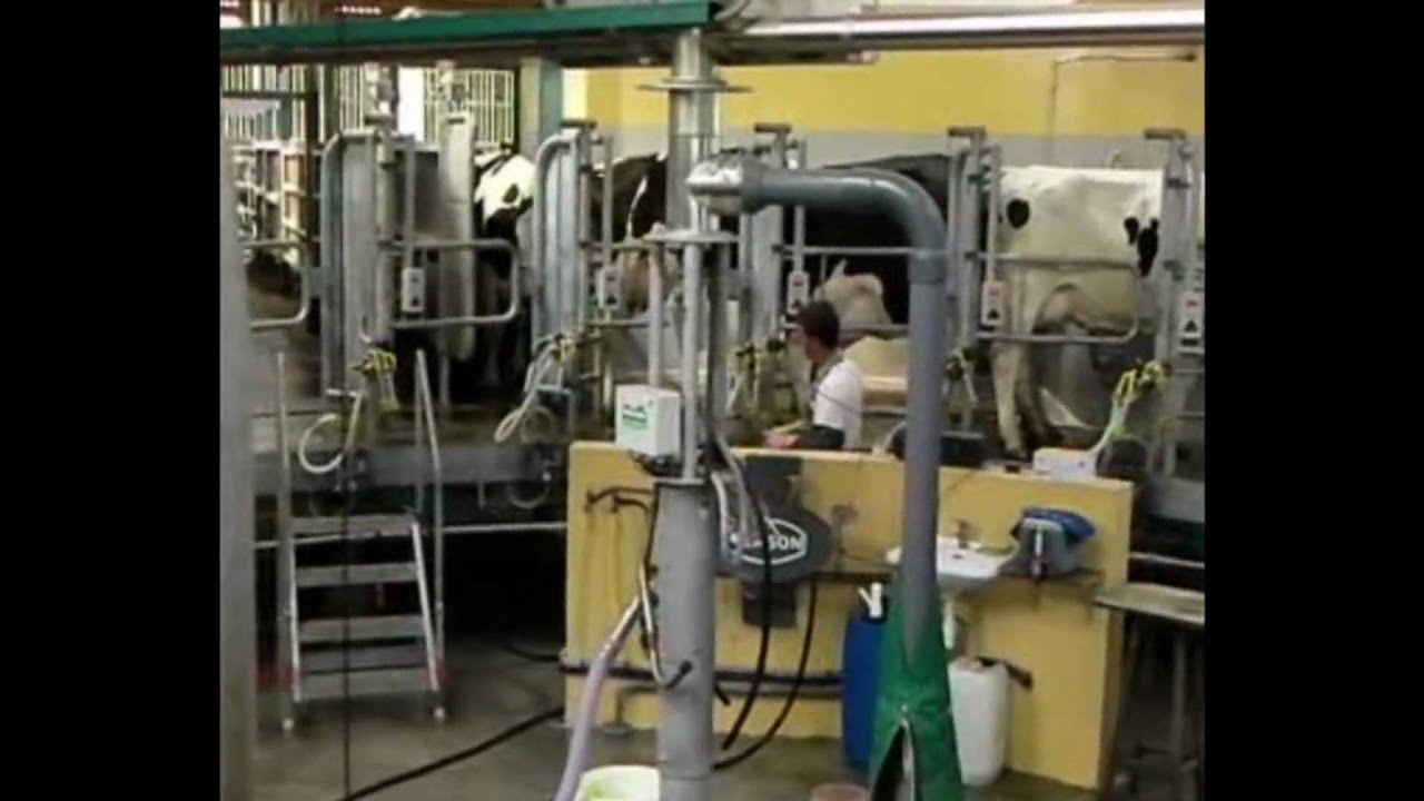Salle de traite roto24 arrivée des vaches.wmv youtube
