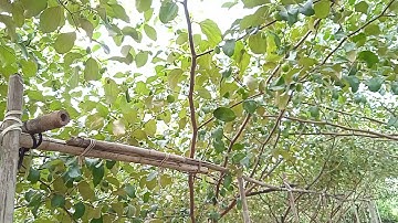 cách trị sâu đục quả táo hiệu quả.chăm sóc quả to mẫu mã đẹp