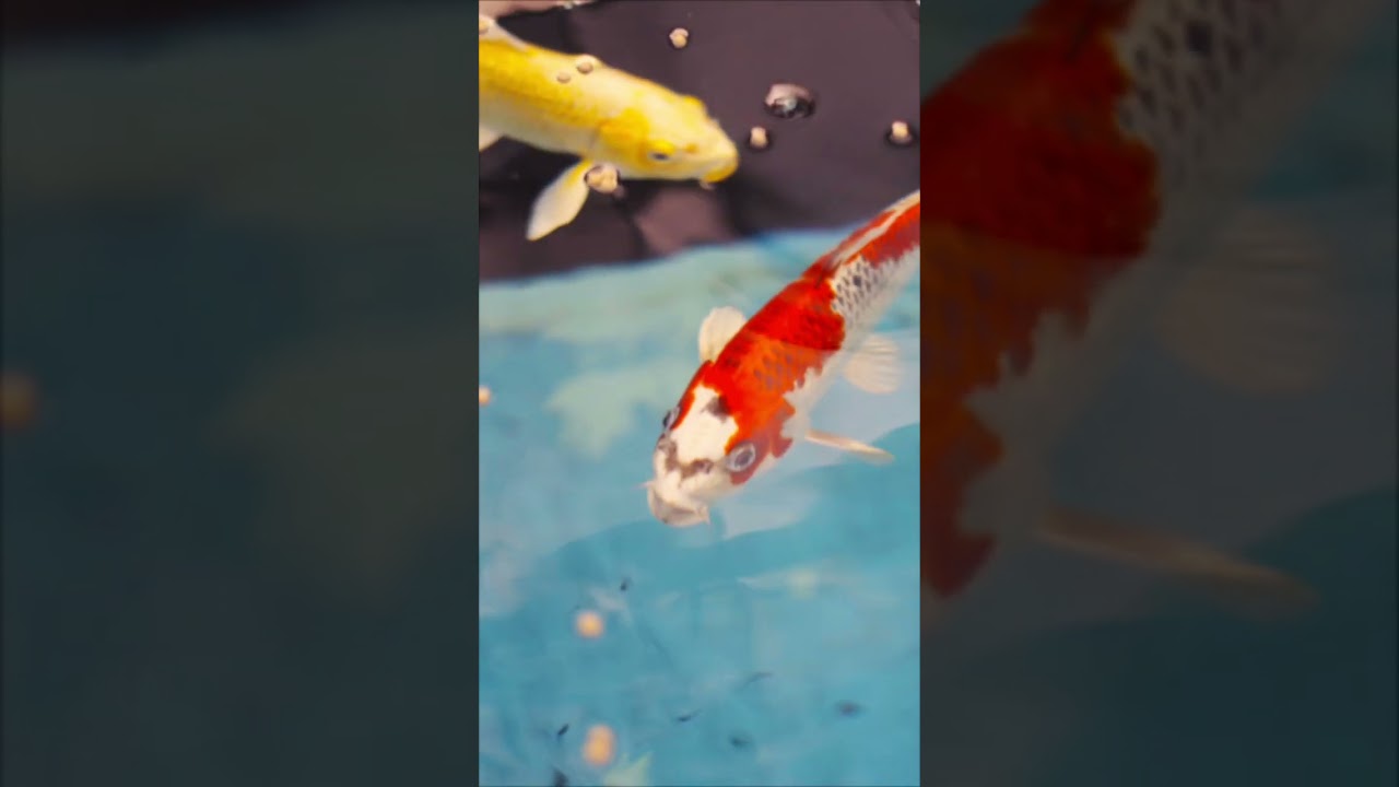 2023 06 06 gc pötsche sommer insta 2 teich 720p