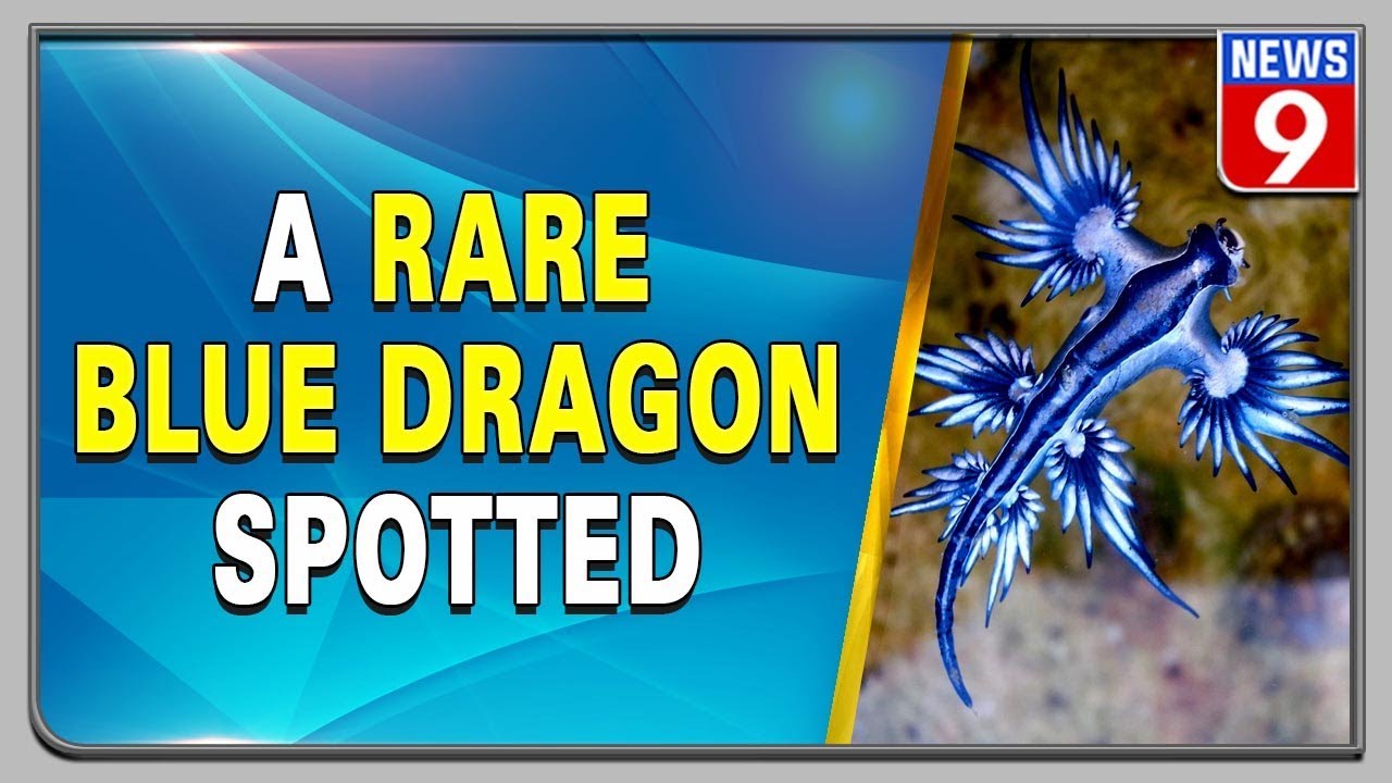 A rare blue dragon has been spotted in a beach in Texas YouTube