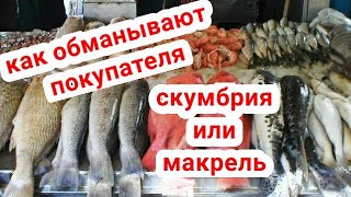 Как нас обманывают в магазинах. Как отличить скумбрию от макрели и выбрать правильную рыбу.