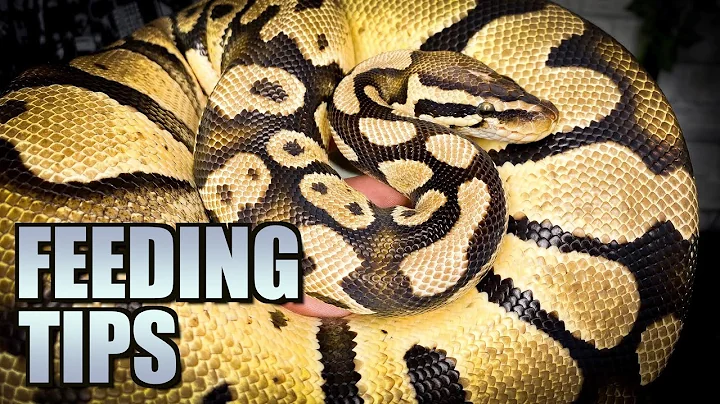 Ball Python Not Eating? Tips For Stubborn Snakes